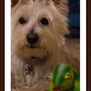 Meet your Posher, Annie